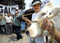 Proteste von Milchbauern in Lima