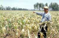 Trockene Maisfelder in Cocachacra